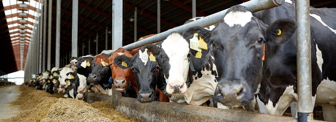 Cows lined up in a cattle shed eating hay