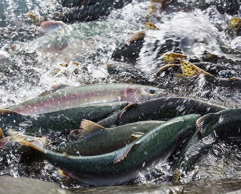 Group of salmon swimming up river