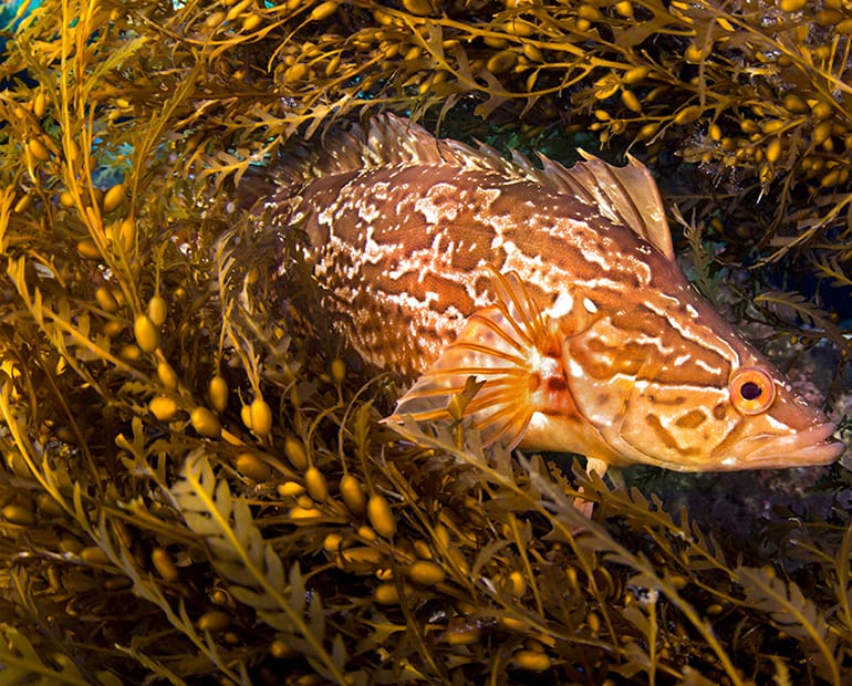 Fish swimming around seaweed