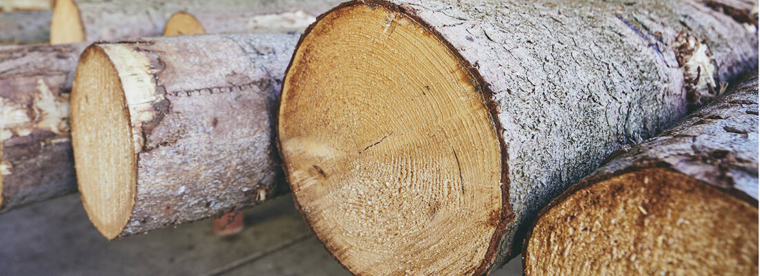 Close up cut tree trunks 