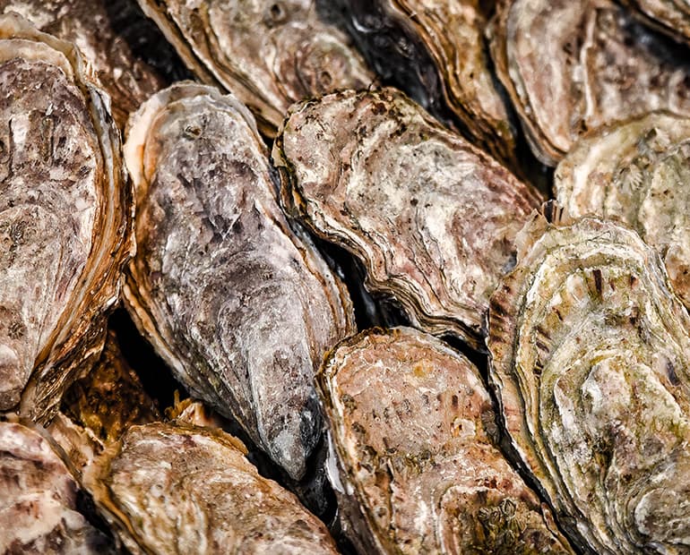 Close up of oyster shells 