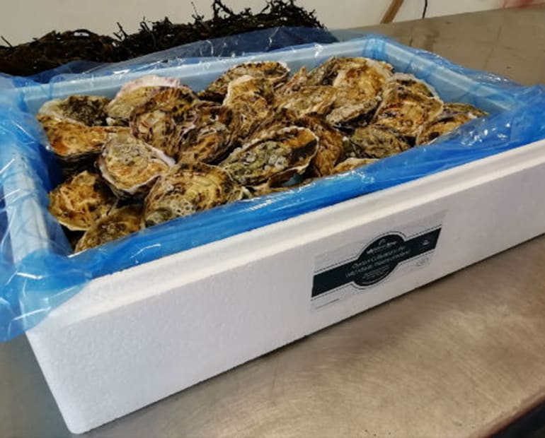 Oyster shells in a white box