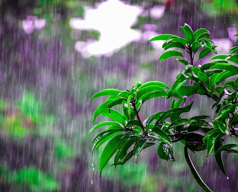 Rain falling on a green plant 