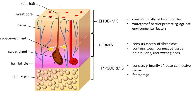 Graphic showing the three layers of skin 