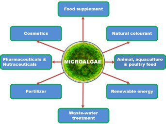 Microalgae-based applications