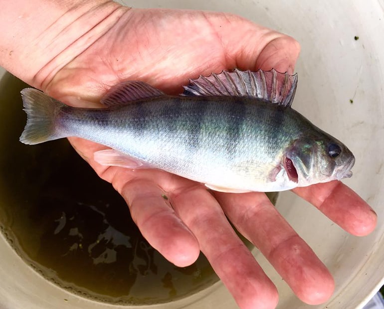 Hand holding juvenile perch 