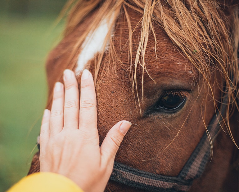 Hand patting a horses head