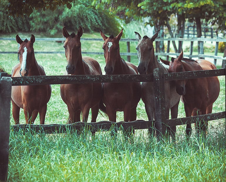five brown horses standing at a wooden fence