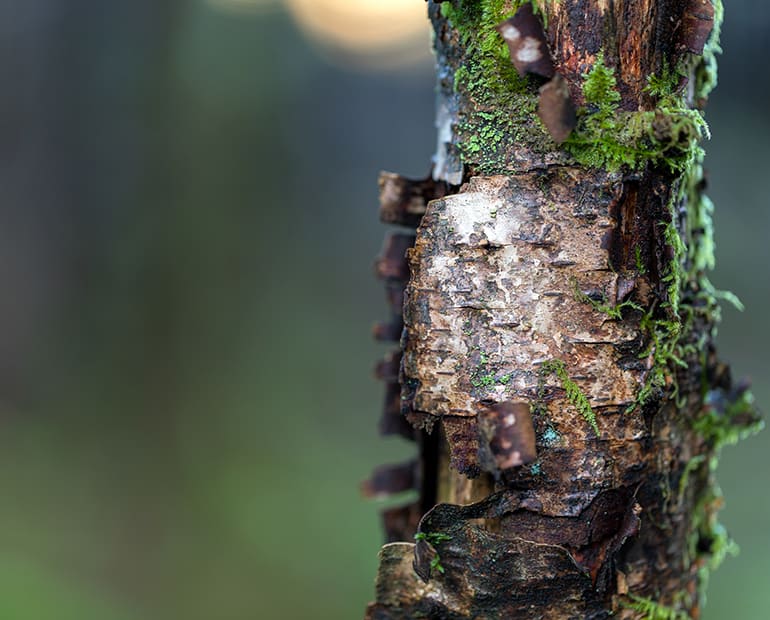close up of tree trunk 