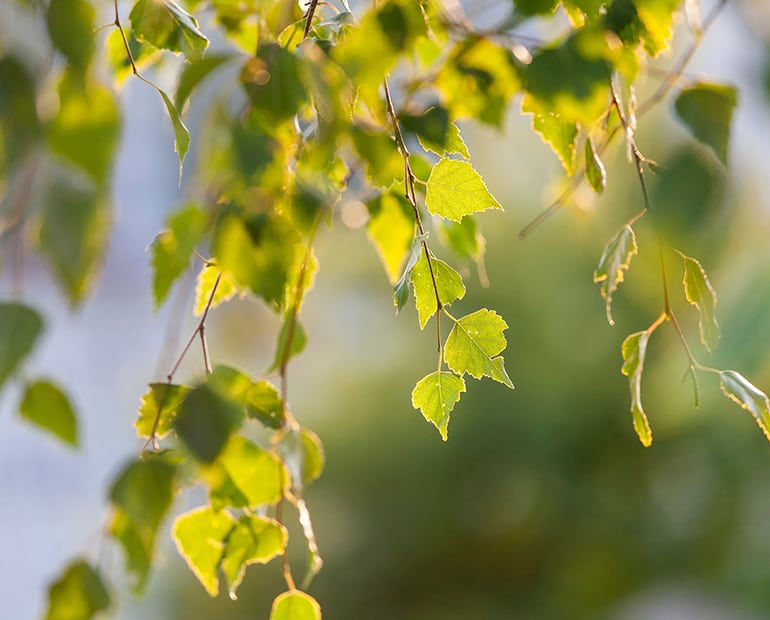 close up of leaves on a tree