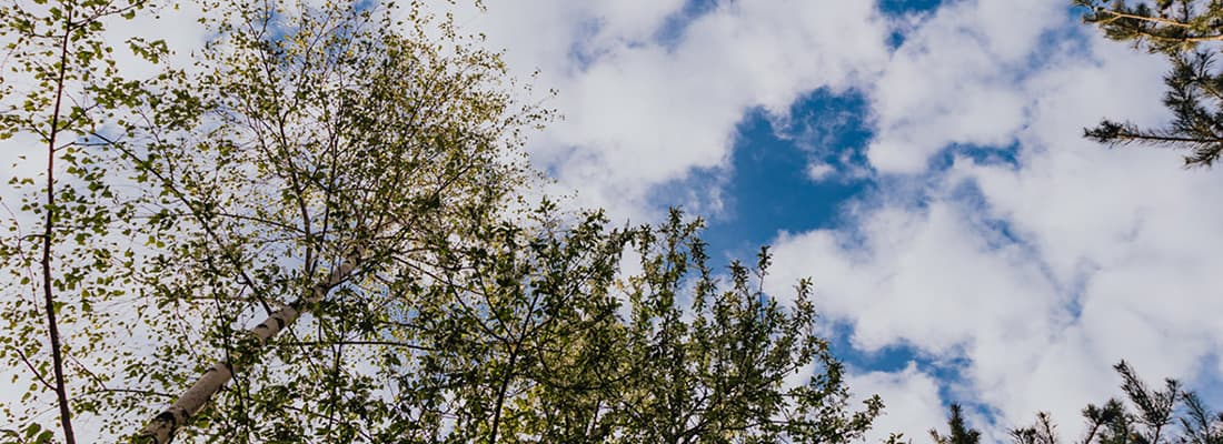 Close up of tree and sky 