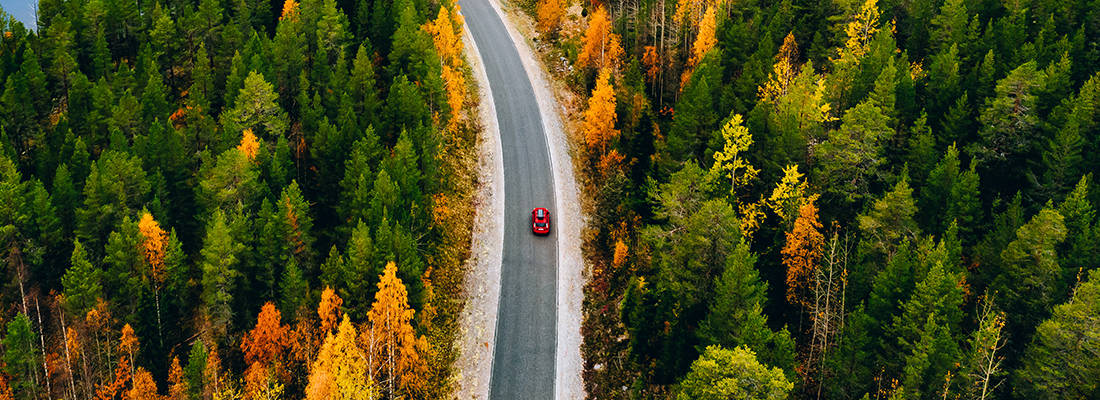 Birds eye view of car driving through a forest road