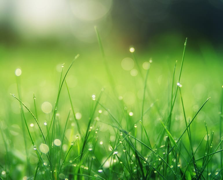 Close up of rain falling on grass