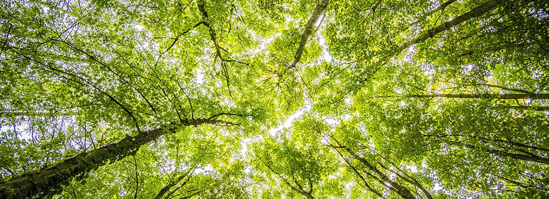 Close up of tree canopy 