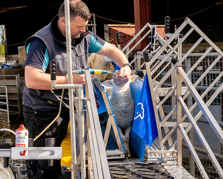 Farmer dosing a lamb using the cotter Crate