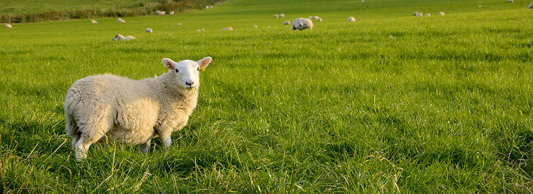 Sheep in a green field looking towards camera