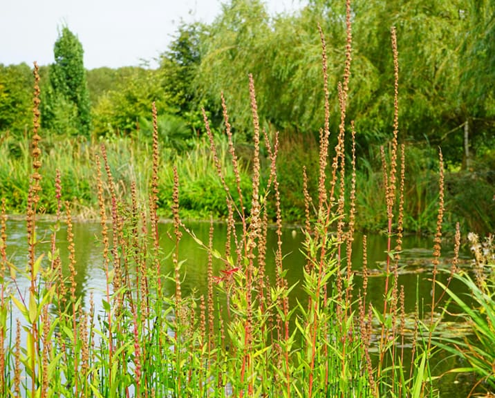Close up of pond and reeds