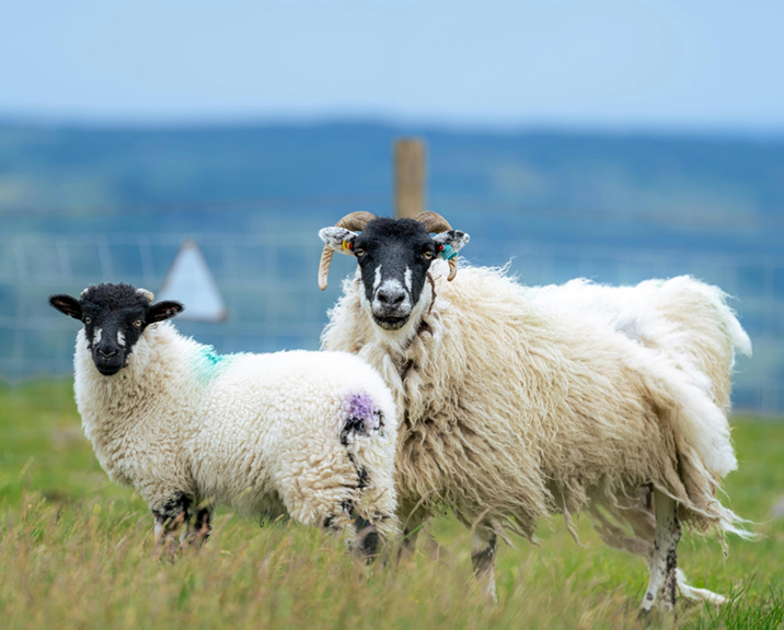Two sheep standing in a field