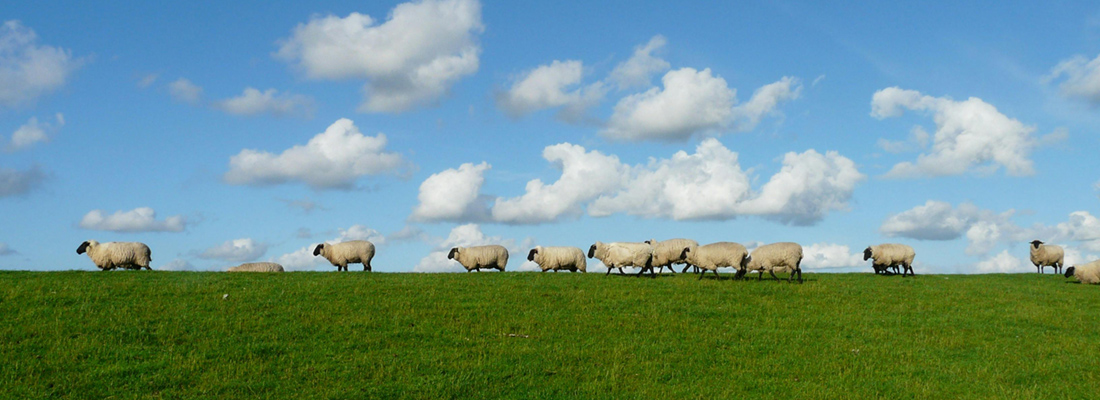 Sheep standing in a green field