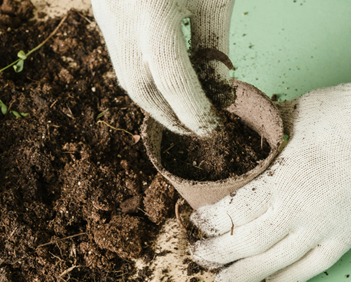 Close up of white gardening gloves potting seeds.