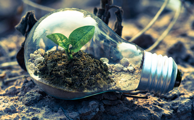 Close up of green plant growing in a glass bulb.