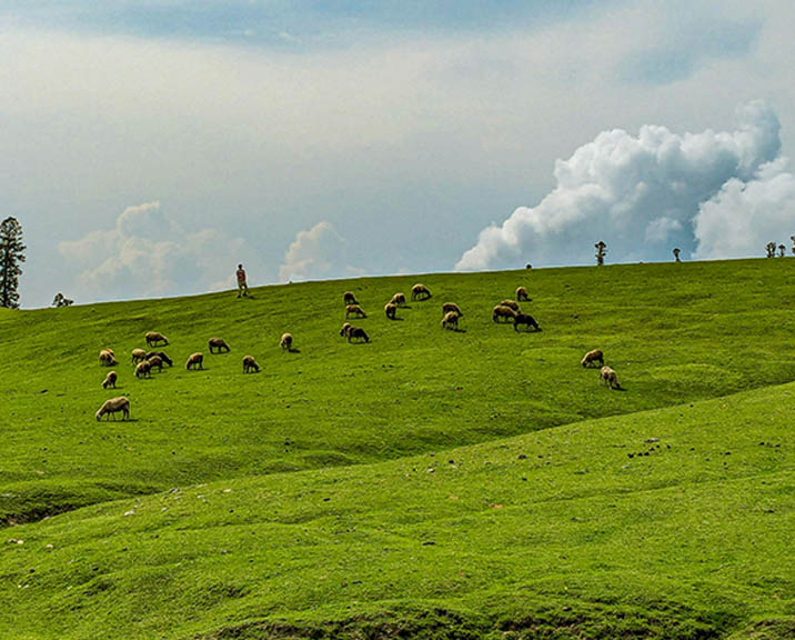 Sheep grazing on a hill