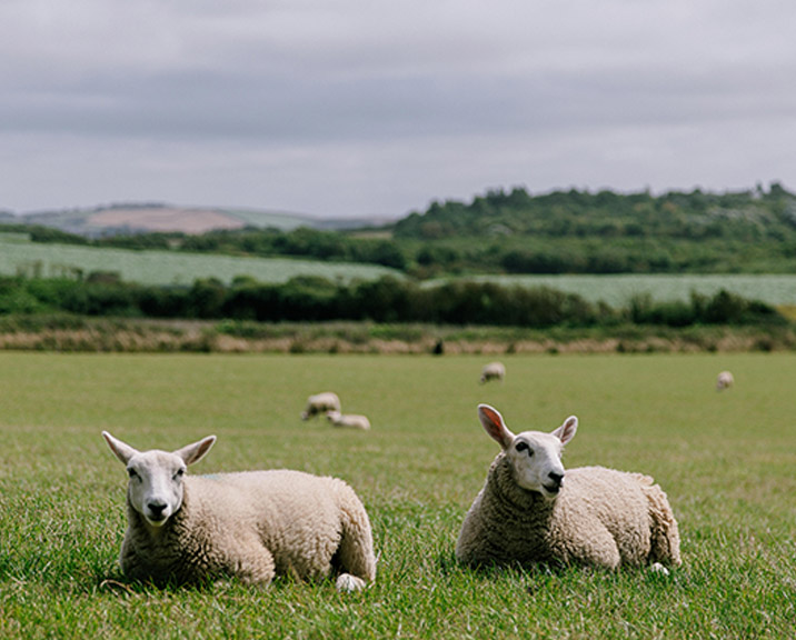 Two sheep sitting in a green field