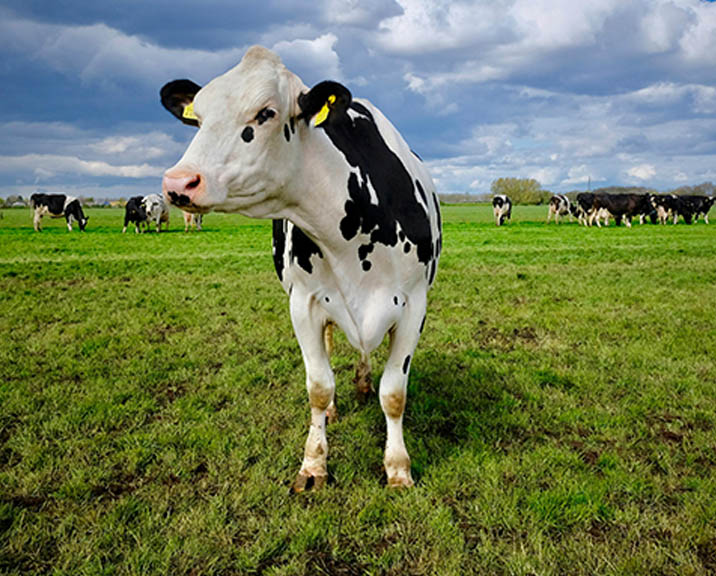 Cow standing in a green field
